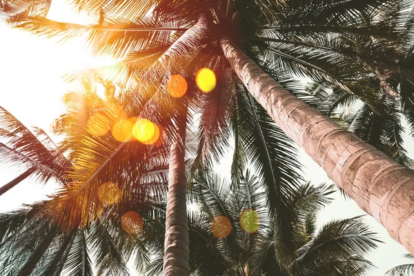 热带棕榈树与五颜六色的 bokeh 阳光在日落天空云彩抽象背景. — 图库照片
