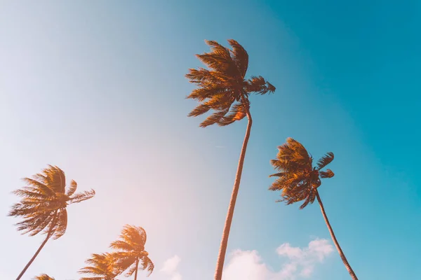 Palmeira tropical com luz solar bokeh colorido no pôr do sol céu nuvem fundo abstrato . — Fotografia de Stock
