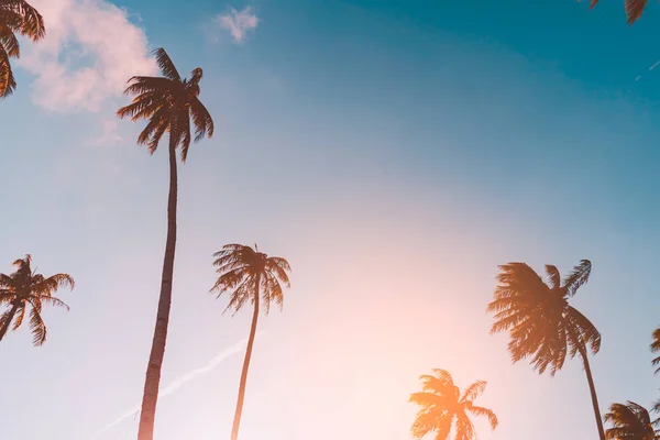 Palmier tropical avec lumière de soleil bokeh coloré sur le coucher du soleil ciel nuage fond abstrait . — Photo
