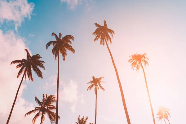 Palmier tropical avec lumière de soleil bokeh coloré sur le coucher du soleil ciel nuage fond abstrait . — Photo