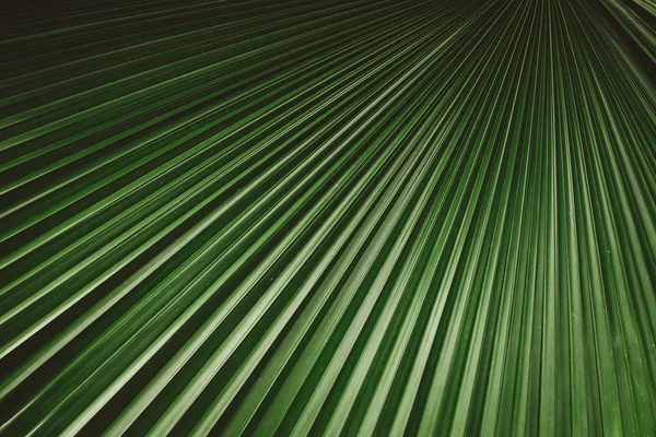 Palm leaf pattern texture abstract background.