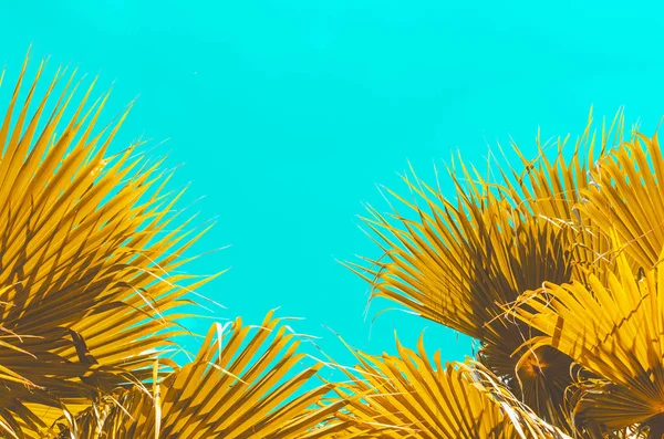 Copy space yellow leave tropical palm tree on blue sky abstract background.