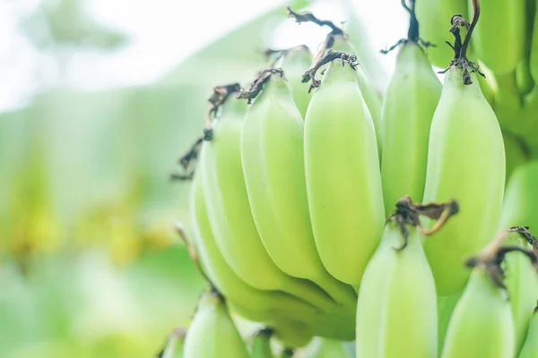 Branch of green banana on tree in nature background. — Stock Photo, Image