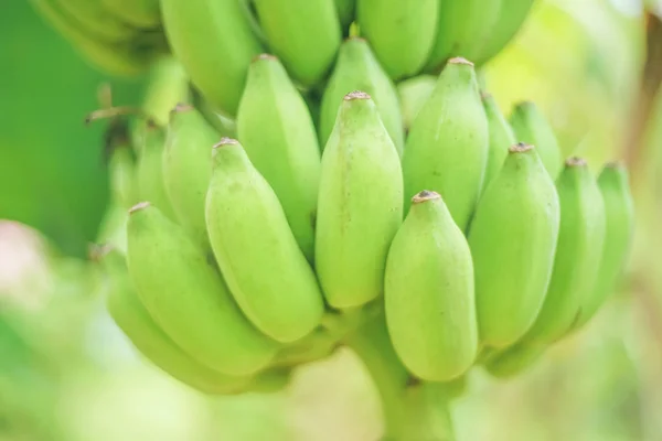 Tak van groene banaan op boom in natuur achtergrond. — Stockfoto