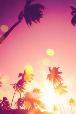 Tropikal palmiye ağacı günbatımı gökyüzü bulut arka plan üzerinde renkli bokeh güneş ışığı ile.