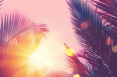 Gökyüzü soyut arka plan üzerinde kopya uzay pembe tropikal palmiye ağacı. Yaz tatili ve doğa seyahat macera konsepti.