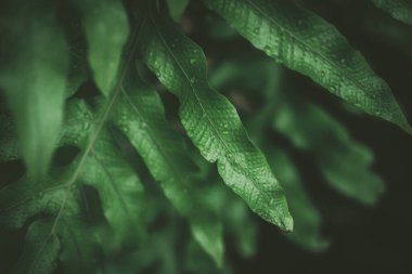 Tropikal doğa yaprak yeşil doku arka plan.