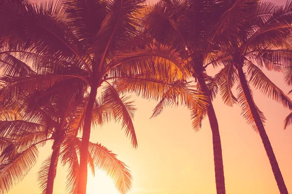 Palmier tropical sur le coucher du soleil ciel nuage fond abstrait . — Photo