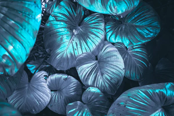 Közelről trópusi természet kék leveles Caladium textúra háttér. — Stock Fotó