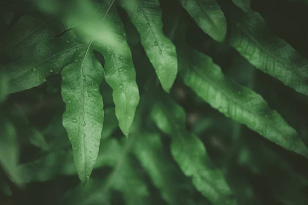 Tropical nature green leaf texture abstract background. — Stock Photo, Image