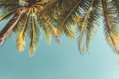 Gökyüzü arka planında güneş ışığı olan tropikal palmiye ağacını kopyala.