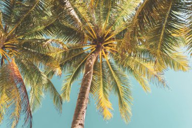 Gökyüzü arka planında güneş ışığı olan tropikal palmiye ağacını kopyala.