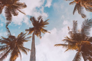 Gökyüzü arka planında güneş ışığı olan tropikal palmiye ağacını kopyala.