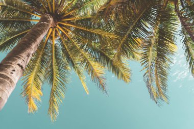 Gökyüzü arka planında güneş ışığı olan tropikal palmiye ağacını kopyala.