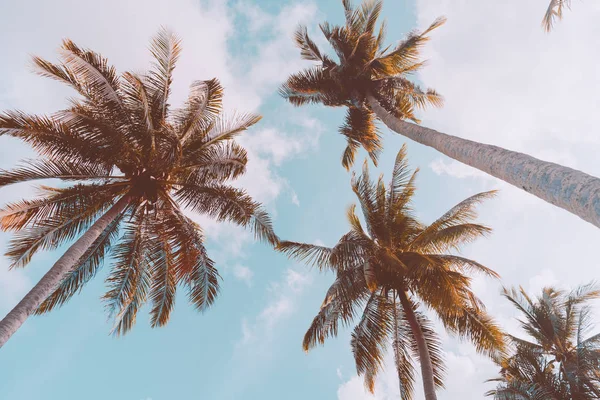 Espace de copie de palmier tropical avec lumière du soleil sur fond de ciel. — Photo