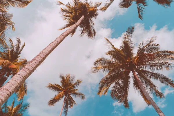 Espaço de cópia de palmeira tropical com luz solar no fundo do céu. — Fotografia de Stock