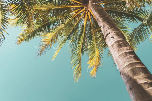 Espaço de cópia de palmeira tropical com luz solar no fundo do céu. — Fotografia de Stock