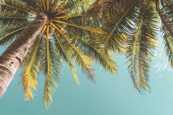 Gökyüzü arka planında güneş ışığı olan tropikal palmiye ağacını kopyala.