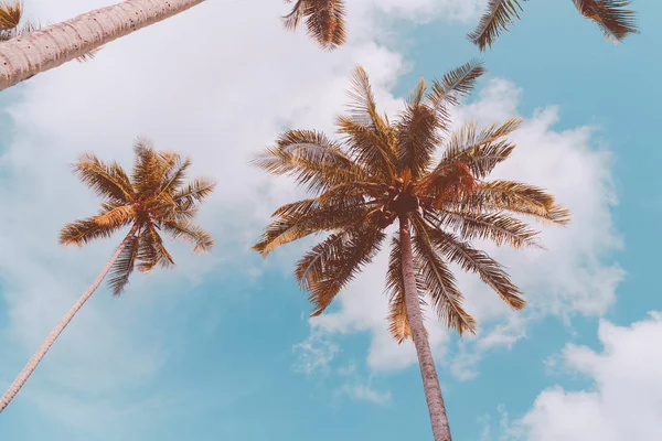 Espaço de cópia de palmeira tropical com luz solar no fundo do céu. — Fotografia de Stock