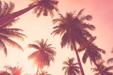 Gün batımı gökyüzü bulut soyut arka plan tropikal palmiye ağacı.