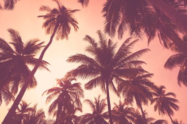 Gün batımı gökyüzü bulut soyut arka plan tropikal palmiye ağacı.