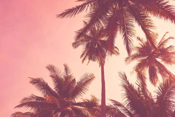 Palmeira tropical no pôr do sol céu nuvem fundo abstrato . — Fotografia de Stock