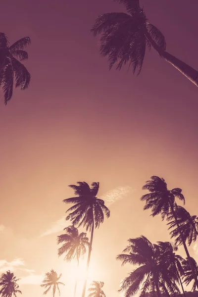 Tropical palm tree on sunset sky cloud abstract background. — Stock Photo, Image