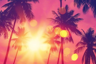 Tropikal palmiye ağacı günbatımı gökyüzü bulut arka plan üzerinde renkli bokeh güneş ışığı ile.