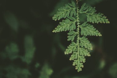 Tropikal doğa yaprak yeşil doku arka plan.