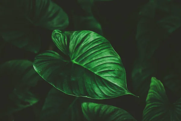 Tropiska naturen grönt blad textur abstrakt bakgrund. — Stockfoto