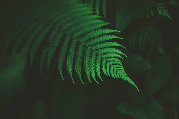 Natureza tropical verde folha textura abstrato fundo . — Fotografia de Stock