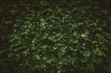 Tropikal doğa yaprak yeşil doku arka plan.