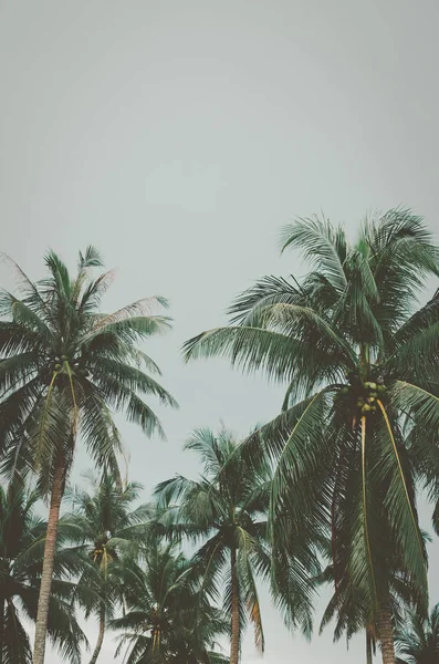 Espaço de cópia de palmeira tropical com luz solar no fundo do céu. — Fotografia de Stock