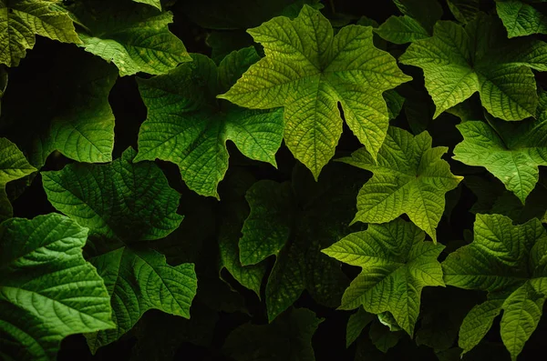 Nature tropicale vert texture feuille fond abstrait . — Photo