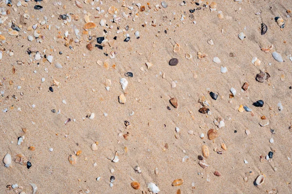 Copy Space Sand Beach Seashell Texture Abstract Background Summer Vacation — Stock Photo, Image