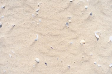 Kum plajı ve deniz kabuğu dokusunun soyut arkaplanı kopyala. Yaz tatili ve seyahat rahatlama konsepti. Klasik ton filtre efekti renk biçimi.