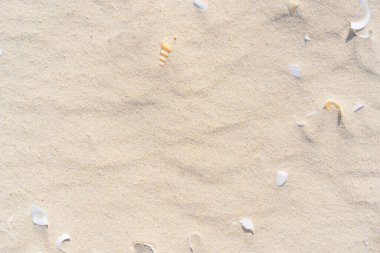 Kum plajı ve deniz kabuğu dokusunun soyut arkaplanı kopyala. Yaz tatili ve seyahat rahatlama konsepti. Klasik ton filtre efekti renk biçimi.