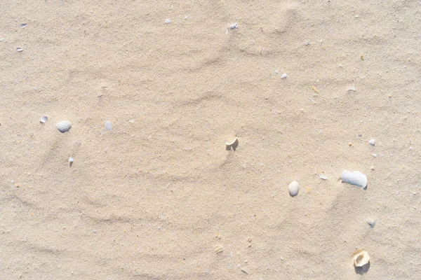 Kum Plajı Deniz Kabuğu Dokusunun Soyut Arkaplanı Kopyala Yaz Tatili — Stok fotoğraf