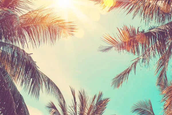 复制轮廓热带棕榈树的空间 在日落的天空和云彩的抽象背景上 阳光照射 暑假和自然探险的概念 复古色调过滤效果色彩风格 — 图库照片