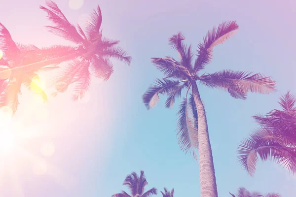 复制轮廓热带棕榈树的空间 在日落的天空和云彩的抽象背景上 阳光照射 暑假和自然探险的概念 滤纸色调滤色效果风格 — 图库照片