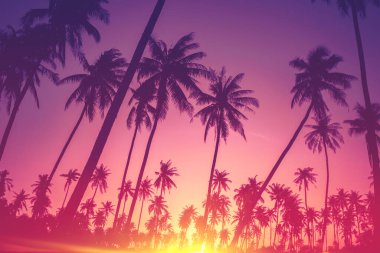 Gün batımında güneş ışığı alan tropikal palmiye ağaçlarının gölgelerini kopyala ve soyut bir zemin oluştur. Yaz tatili ve doğa yolculuğu macera konsepti. Pastel ton filtre efekti renk biçimi.