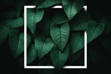 Beyaz çerçeveli, tropikal yeşil yapraklı soyut arkaplanı kapat. Uzay ekolojisi ve seyahat macera konseptini kopyalayın. Klasik ton filtre efekti renk biçimi.