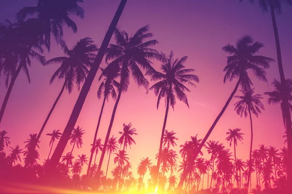 Copy Space Silhouette Tropical Palm Tree Sun Light Sunset Sky — Stock Photo, Image