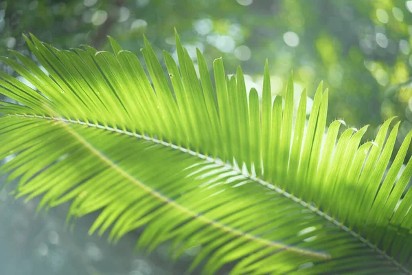 Copy Space Blur Palm Leaf Tree Bokeh Sun Ligth Abstract — Stock Photo, Image