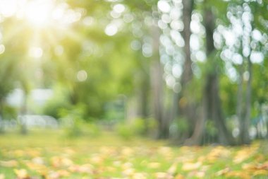 Bokeh güneş ışığı soyut arkaplanı olan bulanık doğa yeşil parkı. Seyahat alanı doğa macerası ve çevre ekolojisi kavramının kopyası. Klasik ton filtre efekti renk biçimi.