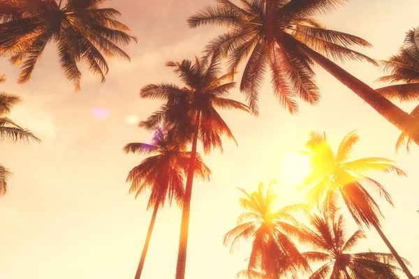 Espaço Cópia Silhueta Palmeira Tropical Com Luz Solar Céu Por — Fotografia de Stock