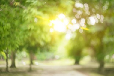 Bokeh güneş ışığı soyut arkaplanı olan bulanık doğa yeşil parkı. Seyahat alanı doğa macerası ve çevre ekolojisi kavramının kopyası. Klasik ton filtre efekti renk biçimi.