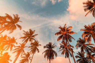 Gün batımında güneş ışığı alan tropikal palmiye ağaçlarının gölgelerini kopyala ve soyut bir zemin oluştur. Yaz tatili ve doğa yolculuğu macera konsepti. Pastel ton filtre efekti renk biçimi.