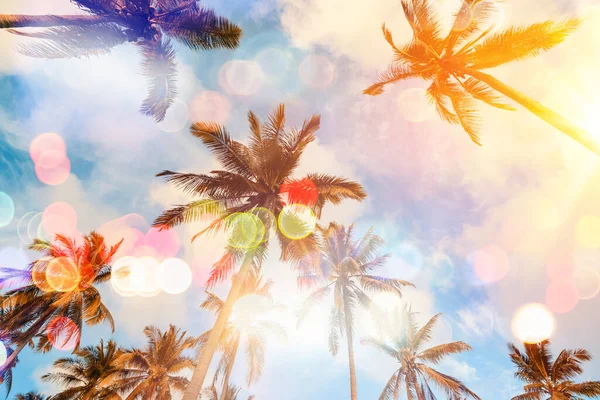 Copier Espace Silhouette Palmier Tropical Sur Ciel Couchant Avec Lumière — Photo