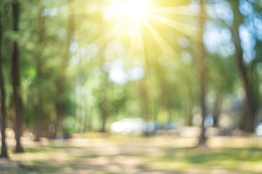 Bokeh güneş ışığı soyut arkaplanı olan bulanık doğa yeşil parkı. Seyahat alanı doğa macerası ve çevre ekolojisi kavramının kopyası. Klasik ton filtre efekti renk biçimi.